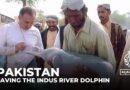 Can Pakistan’s Indus River dolphins be saved?
