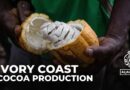 Ivory Coast cocoa production: Regulator suspends fair trade certification