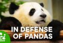 Why Pandas Don’t Suck