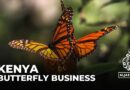 Butterfly business takes off: Kenyan farmers say the sector lacks good management