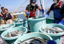 China to ‘gradually’ lift ban on Japanese seafood imports, but still opposes Fukushima discharge