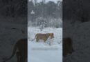 Lions enjoy rare snow in South Africa | AJ #shorts