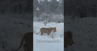 Lions enjoy rare snow in South Africa | AJ #shorts