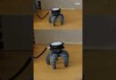 Mushroom learns to crawl after being given robot body