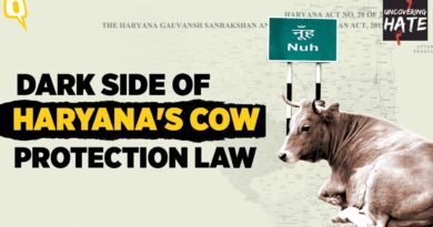 Reality of Haryana’s Cow Protection Law: Vindicating ‘Gau Rakshaks,’ Exploiting Victims | The Quint