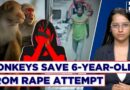 Report: Monkeys Save 6-Year-Old From Rape Attempt In Uttar Pradesh’s Baghpat