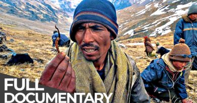 The Organic Gold Hunters of the Himalayas | Free Documentary