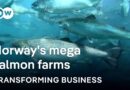 Can tech solve the biggest threats in the booming salmon industry? | Transforming Business