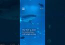 Fake whale shark in aquarium in China angers visitors #shorts