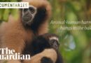 Guardians of the Gibbons: can India save its only ape species from extinction?