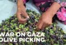 Harvesting resilience: Olive picking during war and displacement