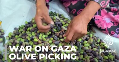 Harvesting resilience: Olive picking during war and displacement