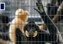 Hong Kong zoo partially closes after 8 monkeys found dead, necropsy under way