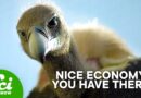 How a Die-Off of Vultures Cost a Country Billions