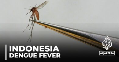 Indonesia dengue fever: Bacteria-infected mosquitoes to help curb spread