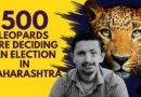 Maharashtra Election | ‘Kill Them or Kill Us’: How 500 Leopards Are Deciding One Constituency’s Fate