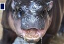 ‘She is literally everywhere’: Moo Deng the Thai pygmy hippo sparks global retail bonanza