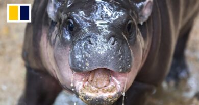 ‘She is literally everywhere’: Moo Deng the Thai pygmy hippo sparks global retail bonanza