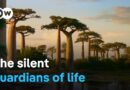 The baobab tree – A universe of its own | DW Documentary