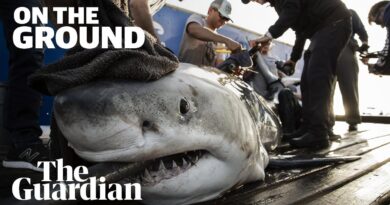 The hunt for Europe’s great white shark