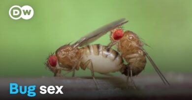 The love games of insects | DW Documentary