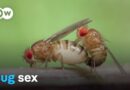 The love games of insects | DW Documentary