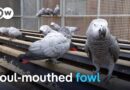 The problem with Britain’s cursing parrots | DW News