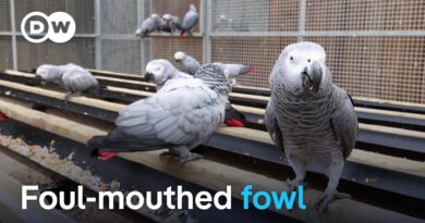 The problem with Britain’s cursing parrots | DW News