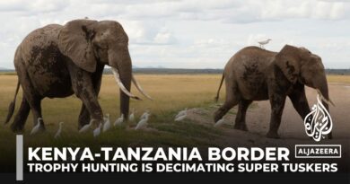 Trophy hunting is driving Kenya’s super tusker elephants towards extinction at the Tanzania border