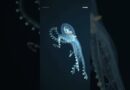 Underwater robot captures rare footage of glass octopus