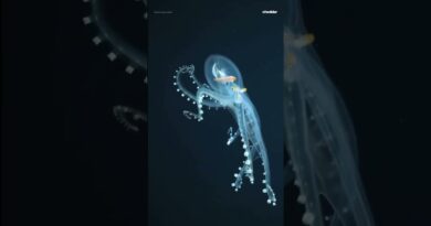 Underwater robot captures rare footage of glass octopus