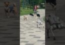 Watch real dogs meet a robot dog