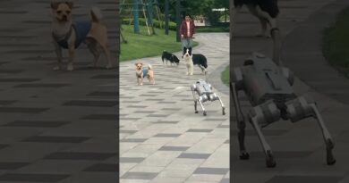 Watch real dogs meet a robot dog