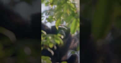 Western hoolock gibbons singing in India #gibbons #apes #india