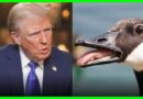 ‘WHAT ABOUT GEESE!’: Trump CRUMBLES Defending Neo-Nazí Lies | The Kyle Kulinski