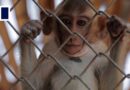 Caged monkeys enjoy annual buffet festival in Thailand for first time since round-up