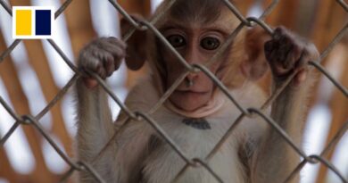 Caged monkeys enjoy annual buffet festival in Thailand for first time since round-up