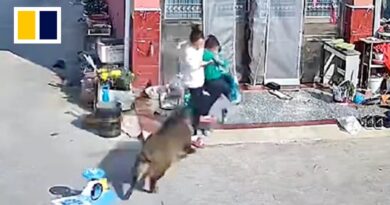 Chinese mother injured after protecting child from boar