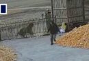 Chinese villager narrowly escapes wild tiger attack