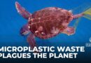 Combating plastic waste in Greece: Microplastic waste plagues the planet