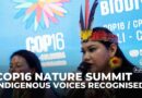 COP16 biodiversity summit signs agreement to grant Indigenous groups a permanent voice