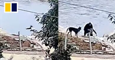 Elderly man dives into pond to save drowning boy in China