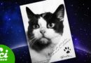 Félicette: The Only Cat to Go to Space