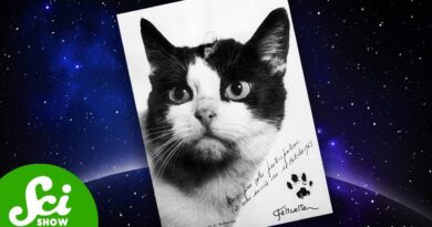 Félicette: The Only Cat to Go to Space