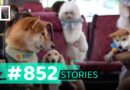 Hong Kong’s pet-friendly buses hit the roads every weekend, but owners say more needs to be done