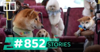 Hong Kong’s pet-friendly buses hit the roads every weekend, but owners say more needs to be done