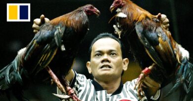 Inside a Philippine cockfighting pit, as post-pandemic changes threaten livelihoods