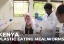 Kenya pollution: Plastic-eating mealworms offer hope for waste crisis