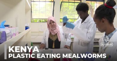 Kenya pollution: Plastic-eating mealworms offer hope for waste crisis