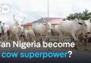 Nigeria has 20 million cows, so why does it rely on imports? | DW News